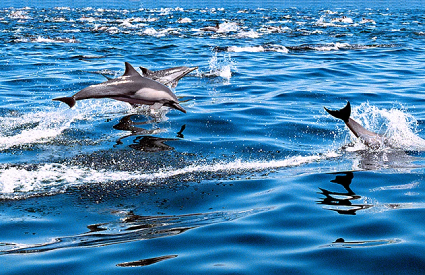 Dolphin And Whale Watching Adventures In Gran Canaria