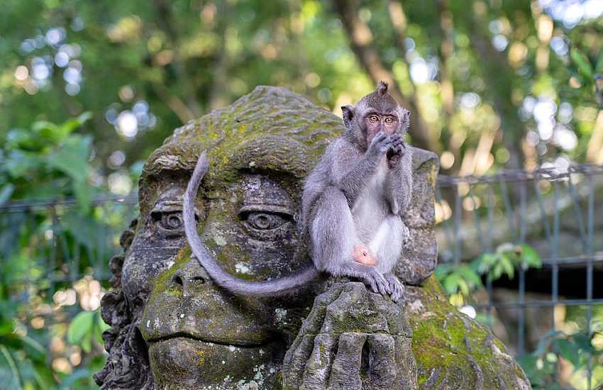 Discover The Sacred And Wild: The Ubud Monkey Forest Experience