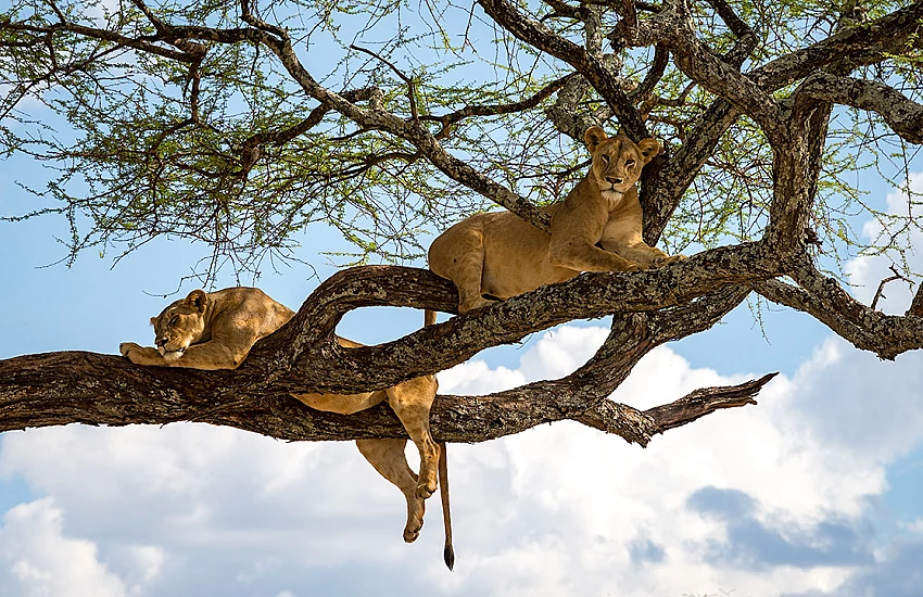 Lake Manyara's Famous Tree-Climbing Lions: A Must-See In Tanzania